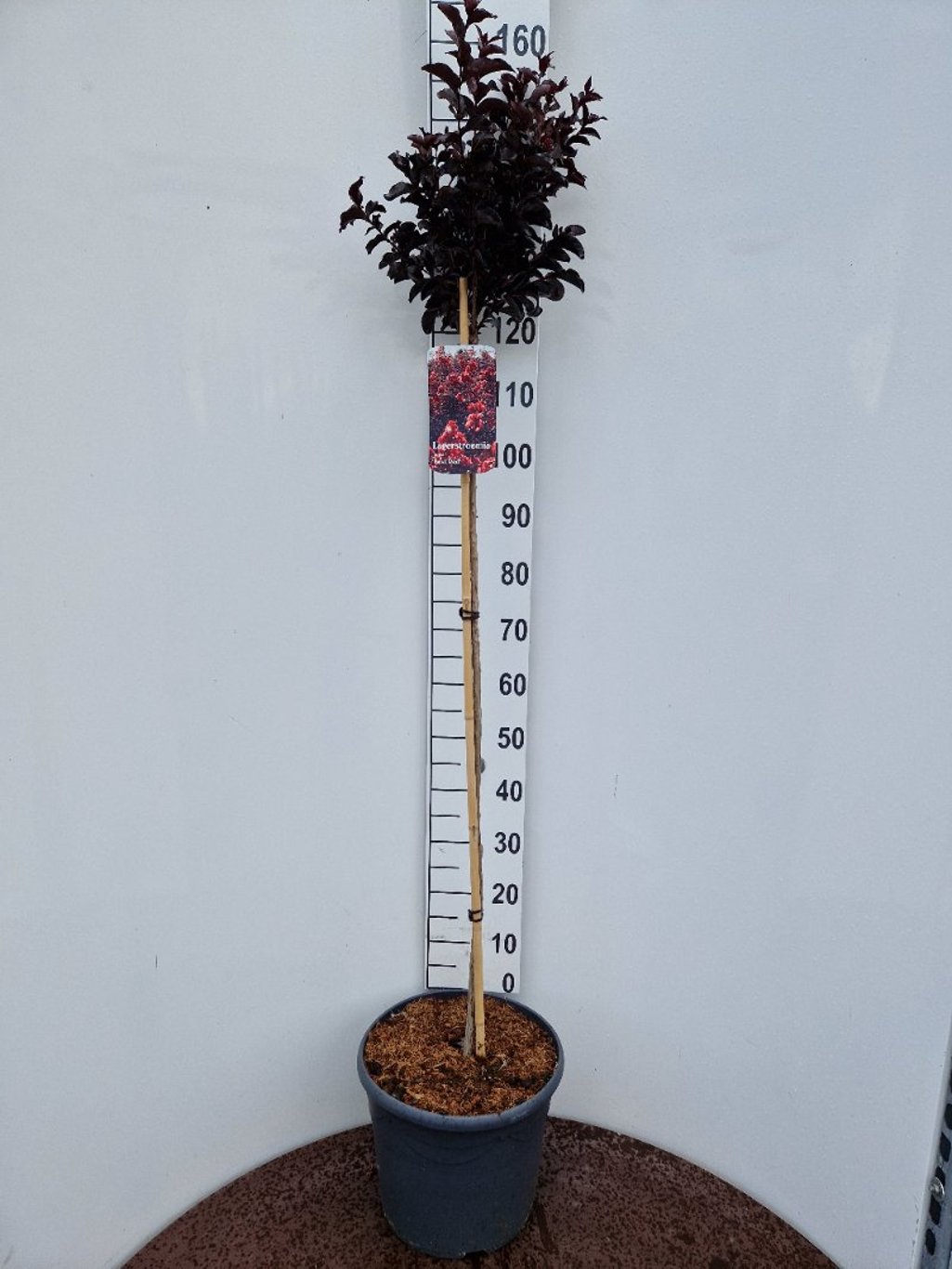 Lagerstroemia indica - 120 CM Stem C20